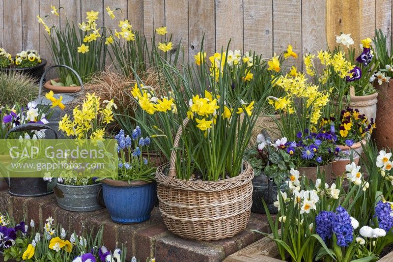 Woven shopping basket planted with Narcissus 'Intrigue', and edged in pots of grape hyacinths, miniature daffodils, rust-coloured grasses and violas.