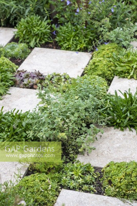 A green floor created from paving slabs interspersed with herbs, succulents and perennials.