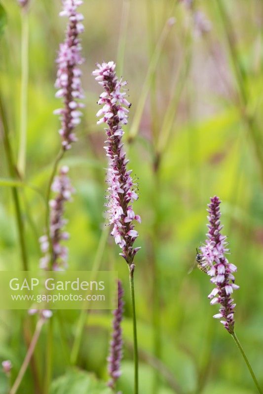Persicaria amplexicaulis 'Blush Clent', bistort, a perennial flowering from July.