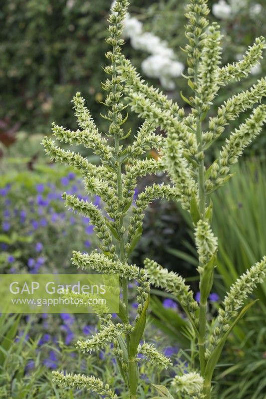 Veratrum spires in mixed bed at Goldstone Hall Hotel, Shropshire - June