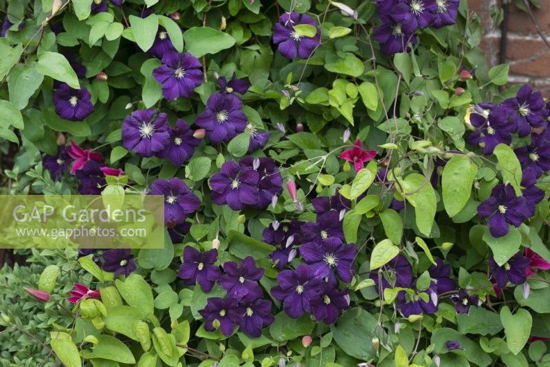 Clematis 'Etoile Violette' - June