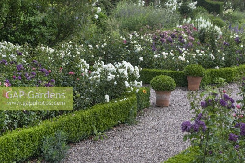 Roses and perennials in the long borders at Goldstone Hall Hotel, Shropshire - June