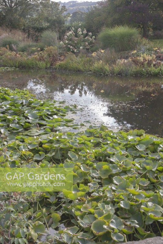 View across large pond with Nymphaea syn. waterlilies in autumn. 

Marginals. Border of ornamental grasses and Hydrangea paniculata on far side. Reflections in water.