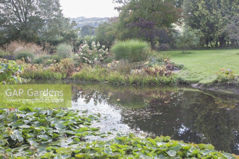 View across large pond with Nymphaea syn. waterlilies in autumn. 

Marginals. Border of ornamental grasses and Hydrangea paniculata on far side. Lawns beyond. Reflections in water.