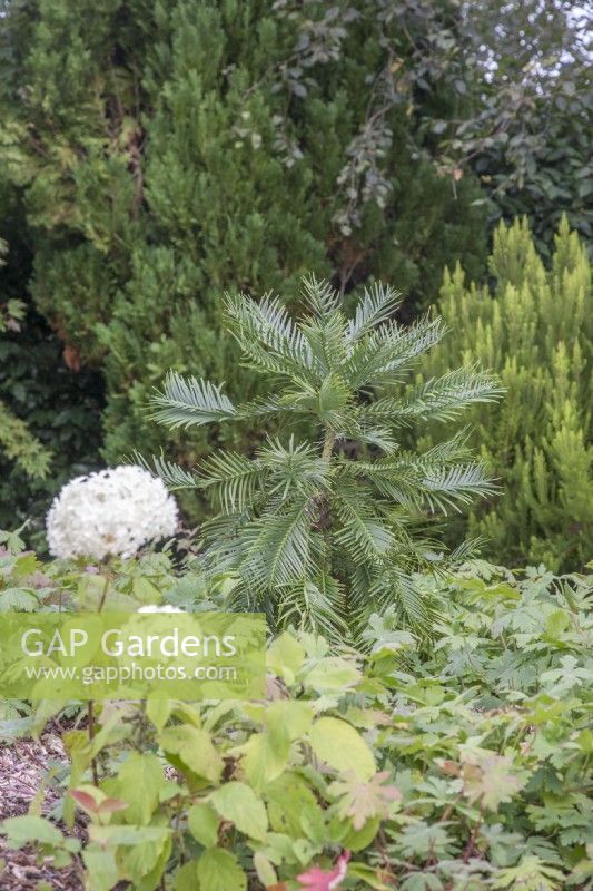 Recently-planted Wollemi pine in small, sheltered shrub-border. 

White Hydrangea macrophylla. Geranium macrorrhizum. 