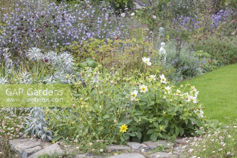 Planting scheme of silver, blue and lilac with contrasts of pink and crimson. Perennials and shrubs.

Erigeron karvinskianus syn. Mexican daisy, Spanish daisy, fleabane growing all over the wall. 

Artemesia ludoviciana 'Valerie Finnis' syn. western mugwort 'Valerie Finnis'. 