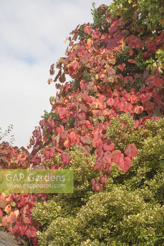 Autumn colours. Pink-crimson leaves of vigorous climber Vitis coignetiae  syn. crimson glory vine. contrast with yellow and green leaved Eleagnus ebbengei 'Limelight'.
