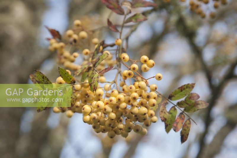 Creamy-yellow berries of Sorbus 'Joseph Rock' syn.  mountain ash 'Joseph Rock'.