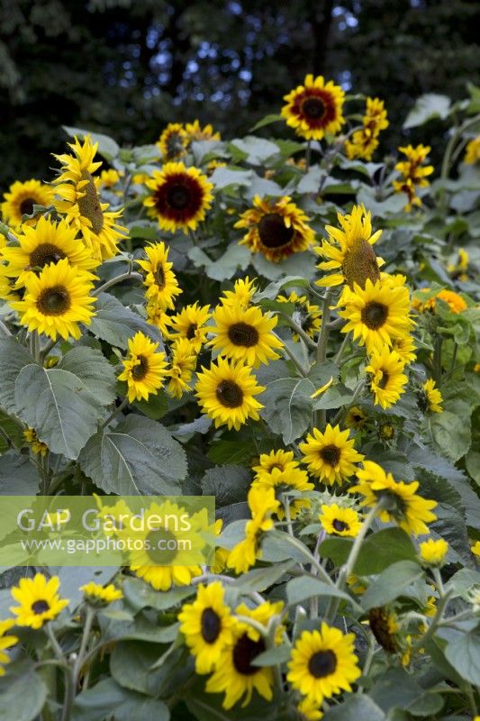 Dwarf Sunflowers Collection
