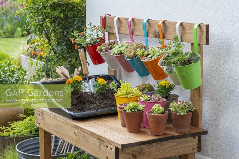 A homemade wooden work bench is ideal for potting up and displaying succulents in hanging metal buckets.
