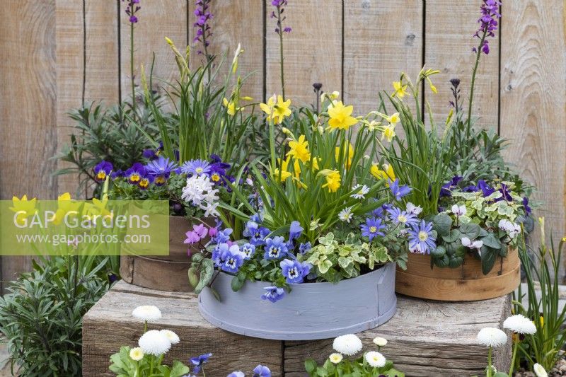 Painted modern and vintage wooden flour sieves planted with spring flowers. Mixed annual violas; Narcissus 'Tete-a-Tete' and 'Avalanche'; white or pink Cyclamen coum; Chionodoxa 'Pink Giant'; windflowers and ivy.