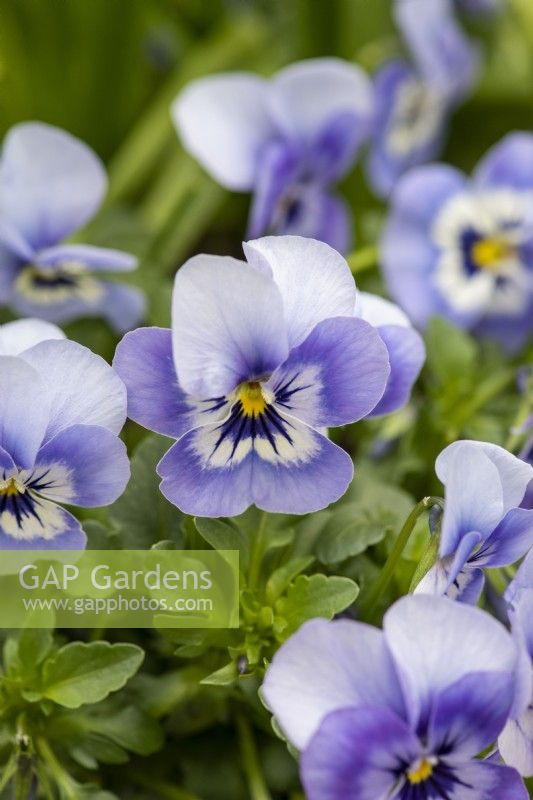 Viola 'Marina', Viola x wittrockiana, a long flowering and hardy annual that thrives in pots.