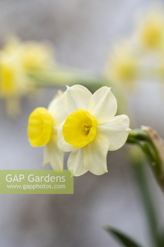 Narcissus tazetta 'Avalanche', a dainty, scented little daffodil that flowers in spring from April.