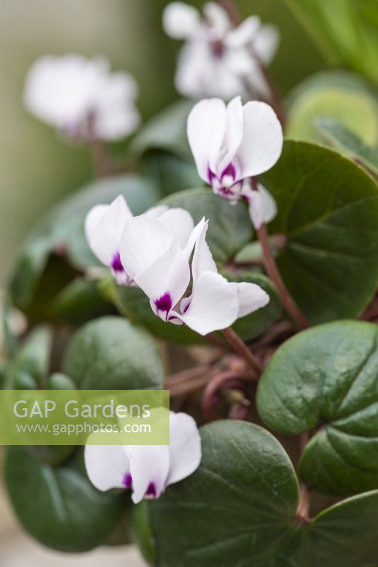 Cyclamen coum 'Alba', a shade loving tuberous perennial, with white flowers from winter into spring.