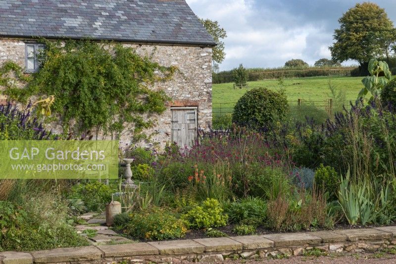 A garden in front of an old barn is planted with Salvia 'Amistad' and Salvia 'Cerro Potosi', Verbena bonariensis, Dipsacus fullonum, common teasel, and Kniphofia uvaria 'Flamenco'.