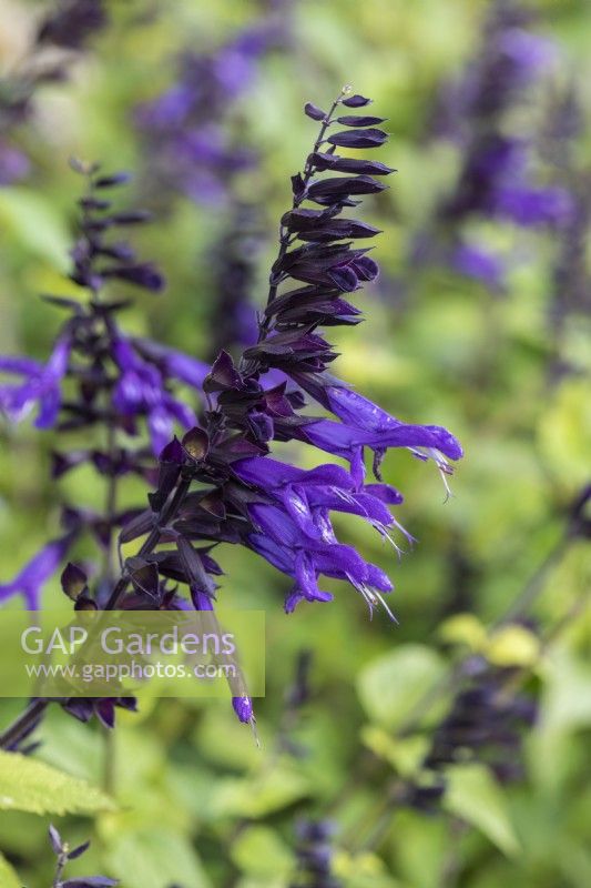 Salvia 'Amistad', sage, a tall perennial with aromatic foliage that flowers from August into autumn.