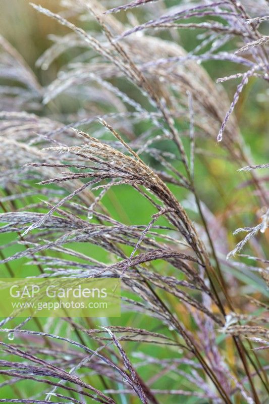 Miscanthus sinensis 'Starlight', a compact ornamental grass with soft white seed panicles from late summer, tinted reddish brown in autumn.