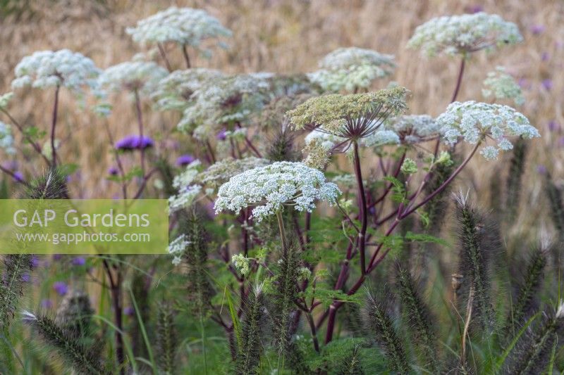 Selinum wallichianum, Mallich milk parsley, annual with flat umbels of tiny white flowers and ferny foliage from midsummer, lasting long into autumn.