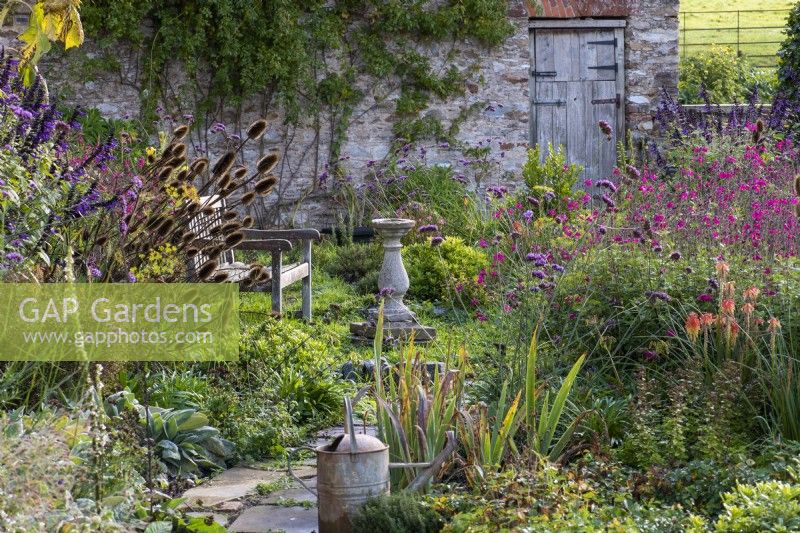 A garden in front of an old barn is planted with Salvia 'Amistad' and Salvia 'Cerro Potosi', Verbena bonariensis, Dipsacus fullonum, common teasel, and Kniphofia uvaria 'Flamenco'.