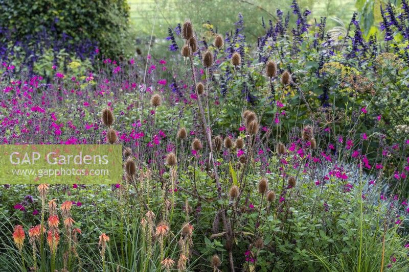 Planting combination of teasels and red hot pokers against a haze of Salvia 'Cerro Potosi' and Salvia 'Amistad'.