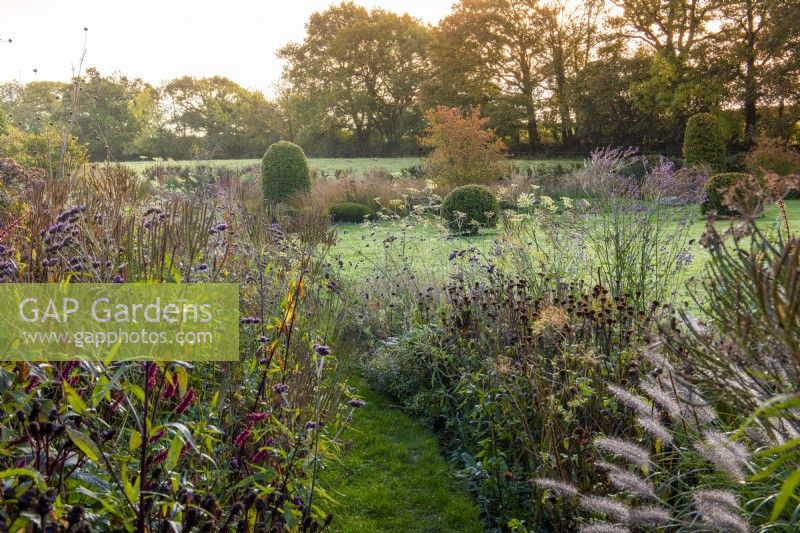 A grass path in the Long Border is edged in a haze of fennel, Verbena bonariensis and V. hastata, mingling with pennisetum and coneflower seedheads.