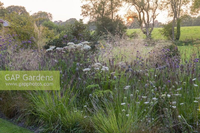 The grass bed planted with Selinum wallichianum, Deschampsia x flexuosa 'Goldtau', Pennisetum alopecuroides 'Hameln', Sesleria autumnalis and Verbena bonariensis. Behind, glimpses of the autumn border.