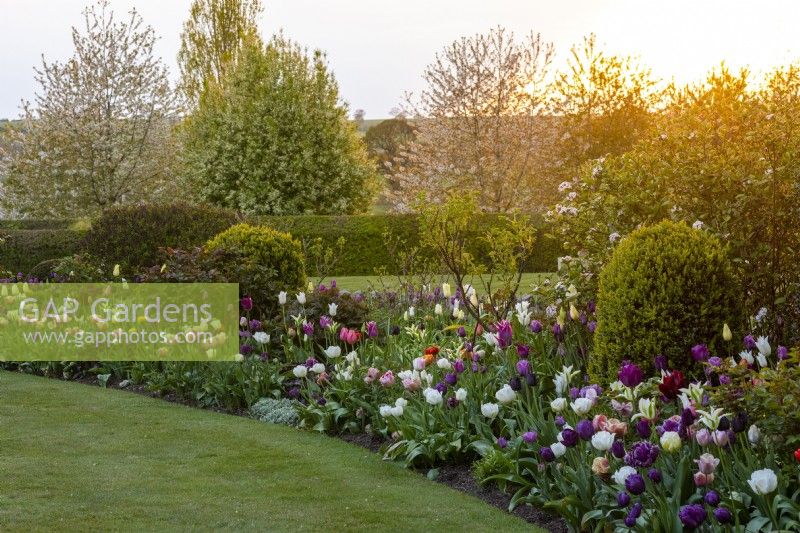 Curving border planted with mixed tulips, clipped box, roses and viburnum, at sunset.