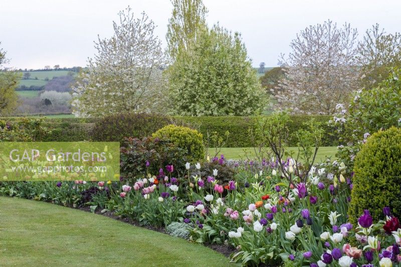 Curving border planted with mixed tulips, clipped box, roses and viburnum.