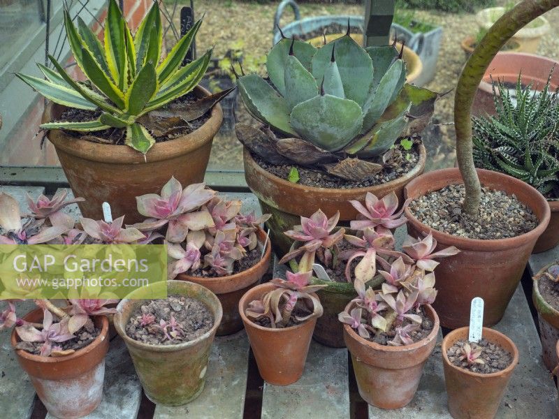 Graptopetalum paraguayense cuttings in foreground with other succulents in Mid February