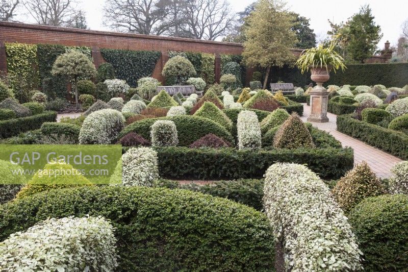 Walled box parterre garden with dwarf shrubs, Berberis, Podocarpus, seating - RHS Wisley - March