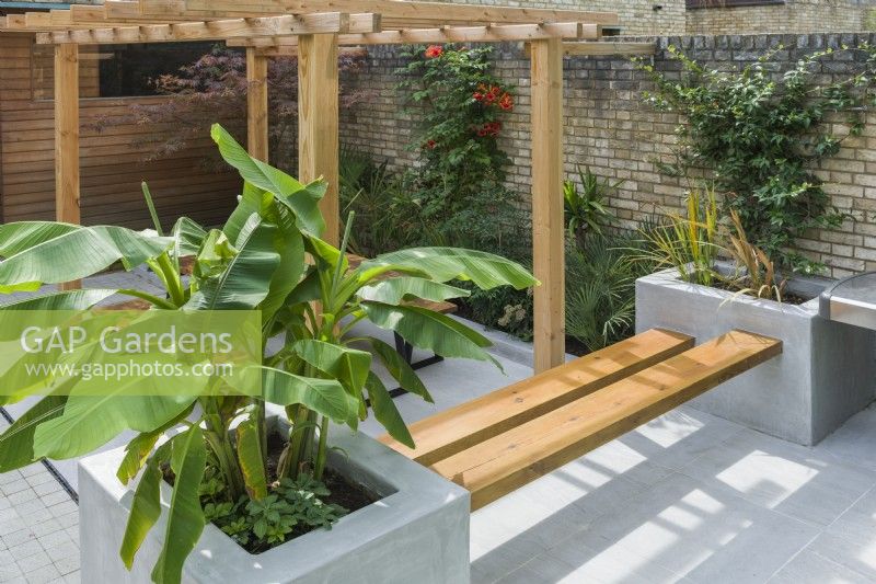 View of a contemporary courtyard garden with pergola, outdoor seating,large planters and plants with a tropical appearance. Campsis radicans, Musa basjoo. September