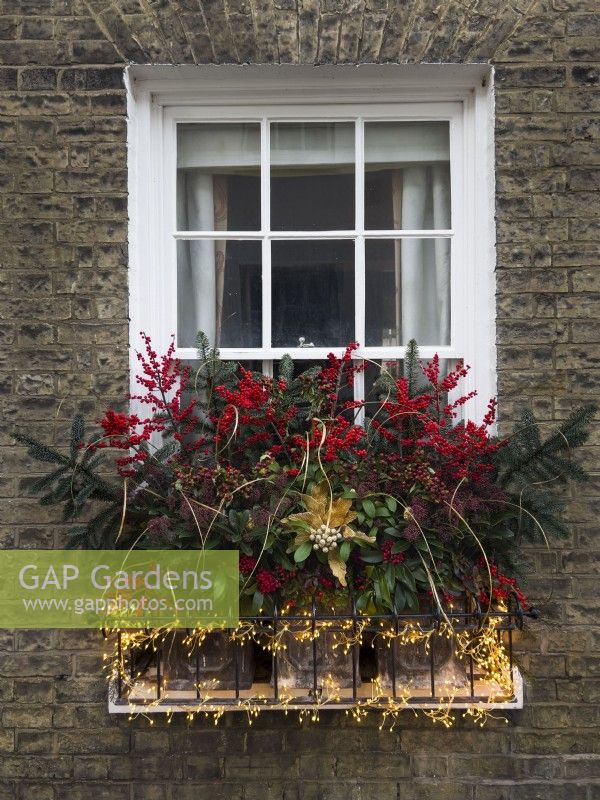 Window box at christmas planted with Skimmia japonica and Gaultheria procumbens and decorated with fairy lights, conifer foliage and  Winterberry Holly  - Ilex verticillata. December