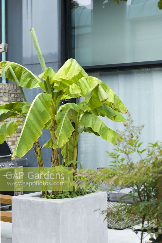 Musa basjoo in large raised planter in contemporary courtyard garden. September