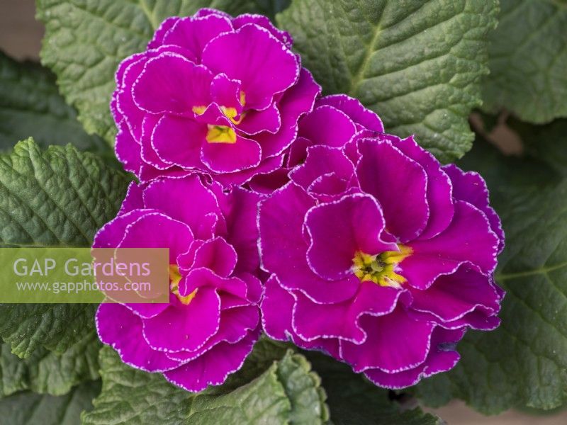 Primula Rubens Purple