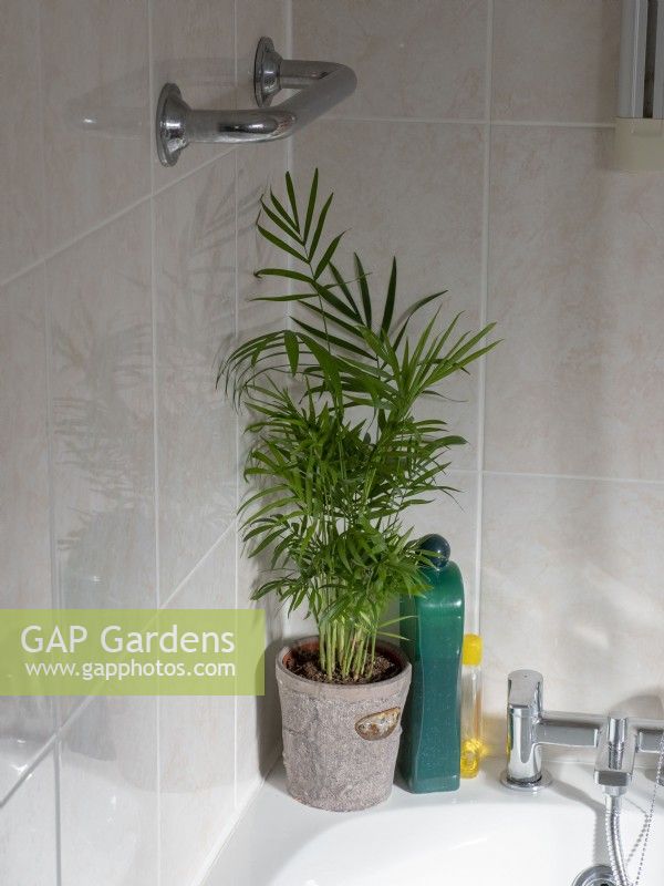 Parlour palm as bathroom plant