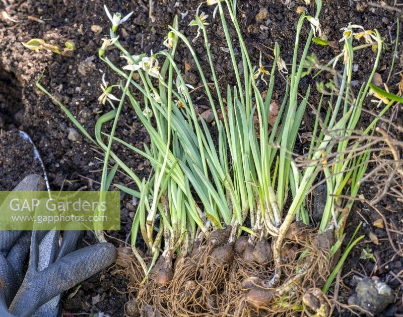 Plant snowdrops in the green in spring for following year