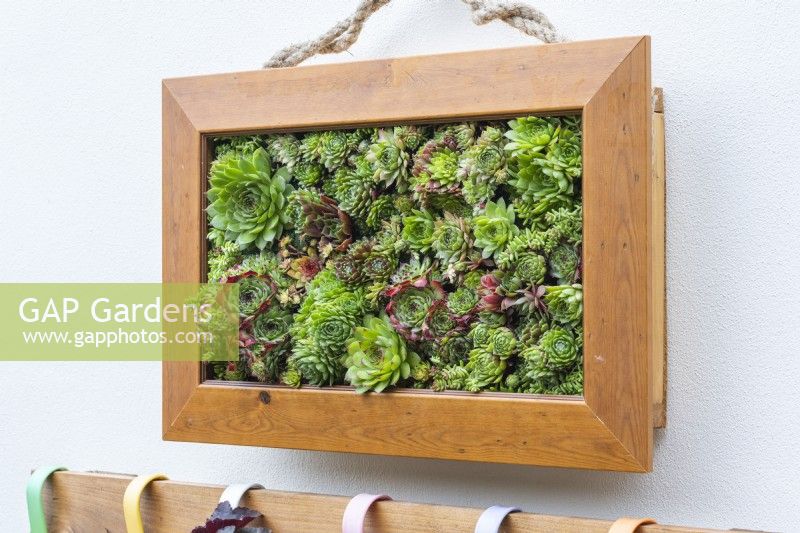 A framed succulent picture planted with sempervivum and sedum.