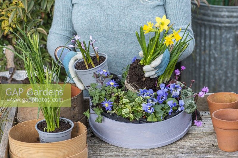 Step-by-Step Planting Wooden Flour Sieves with Spring Flowers. Step 5: try the plants for size, finding the best balance of colours and heights.