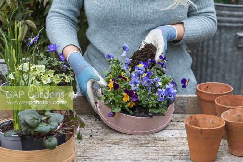 Step-by-Step Planting Wooden Flour Sieves with Spring Flowers. Step 13: fill any gaps between plants with compost, firming down, and water thoroughly.