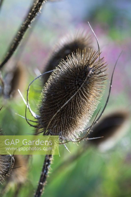 Dipsacus fullonum, common teasel, an architectural plant especially loved for its seedheads.