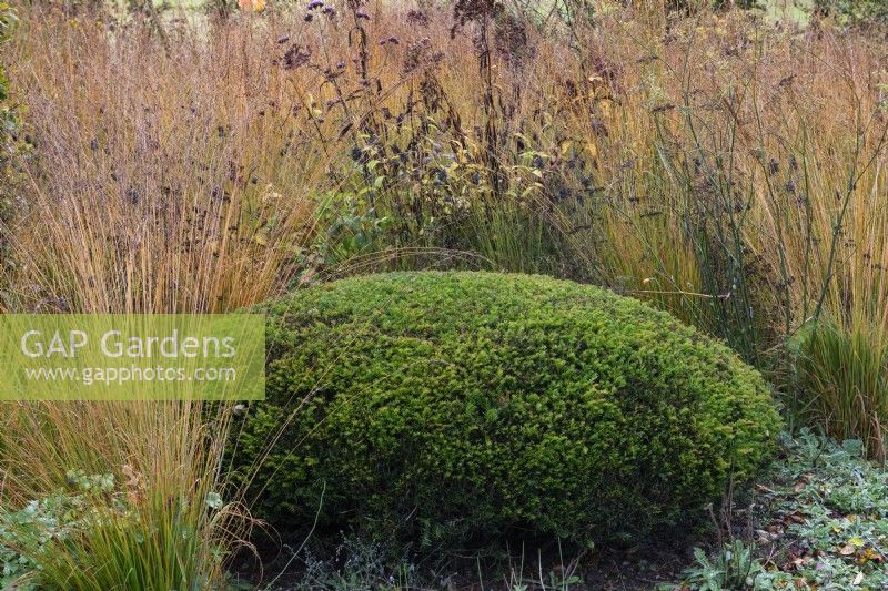 A clipped yew dome set into a border planted with Molinia caerulea subsp. caerulea 'Heidebraut'.