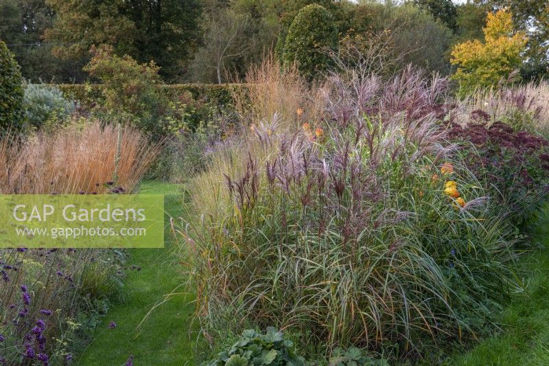 On right of path, clumps of Miscanthus sinensis 'Malepartus' and red hot pokers. On left of path, a line of golden Molinia caerulea subsp. caerulea 'Heidebraut', Verbena bonariensis and fennel.