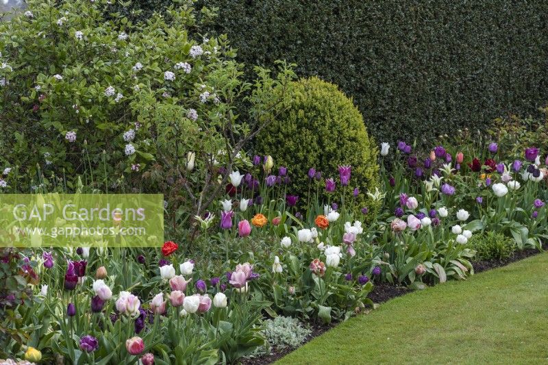 Curving border planted with mixed tulips, clipped box, roses and viburnum, in front of a dark holly hedge.