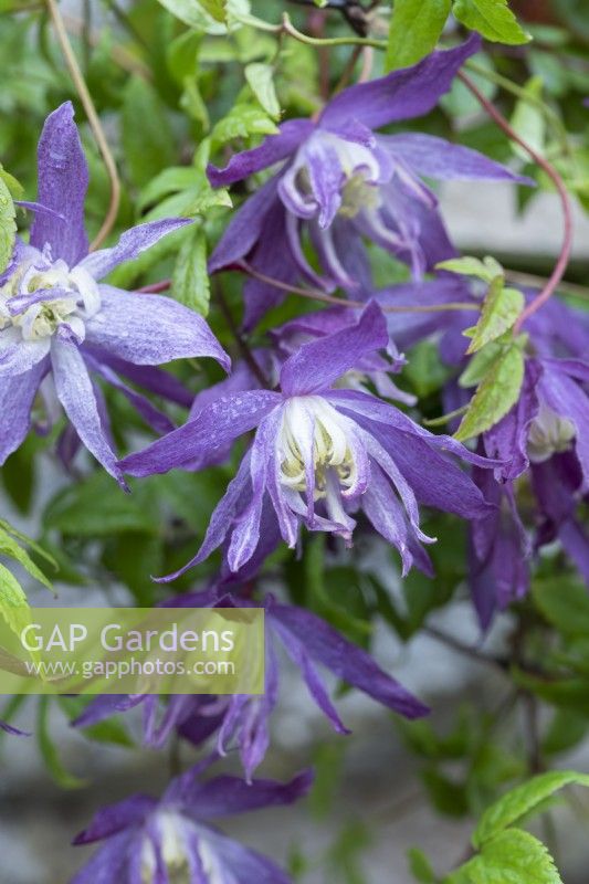 Clematis macropetala, downy clematis, a robust deciduous clematis flowering in April.