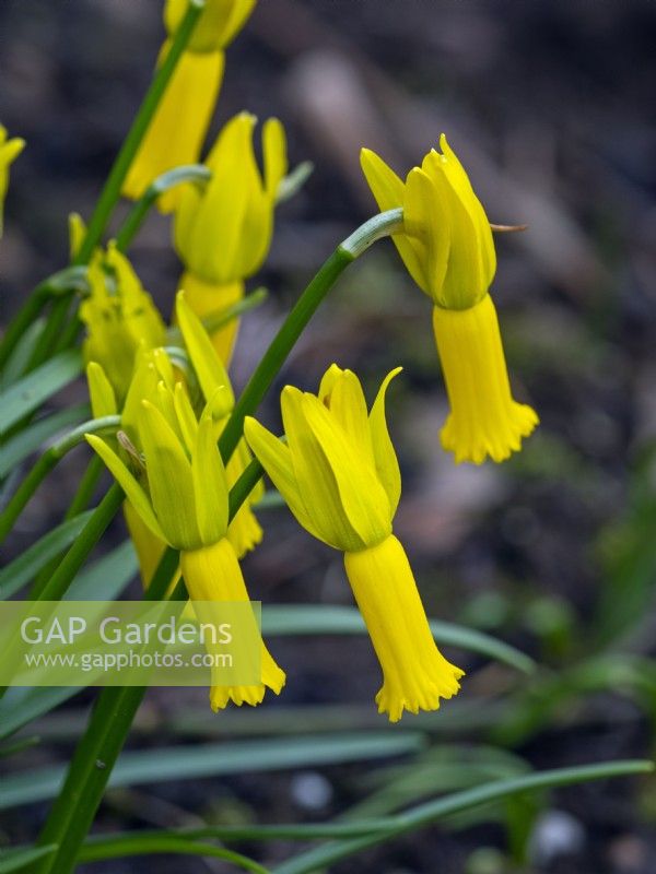 Narcissus cyclamineus - cyclamen-flowered daffodil