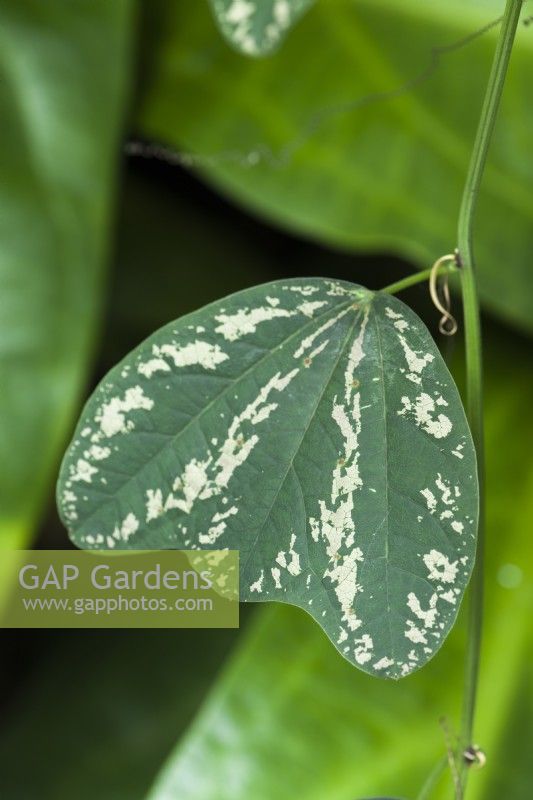 Passiflora organensis var. marmorata syn. Passiflora porophylla - passion flower. Close up of leaf.