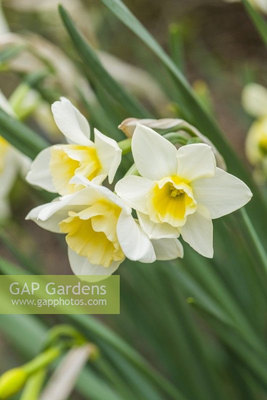 Narcissus jonquilla 'Sweet Love'. Close up of flowers. March
