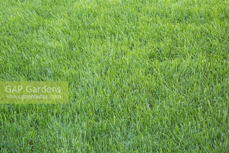 Poa pratensis - Kentucky Bluegrass lawn in backyard in late summer - September