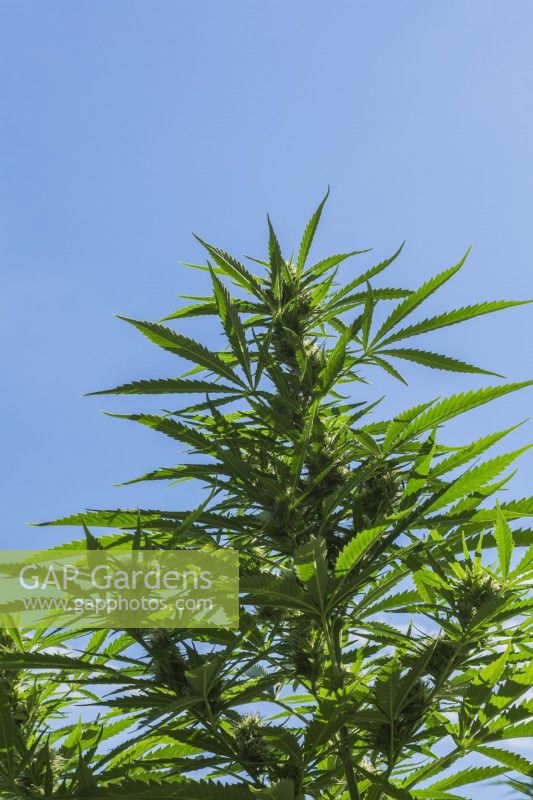 Cannabis sativa - Marijuana plant in late summer - September