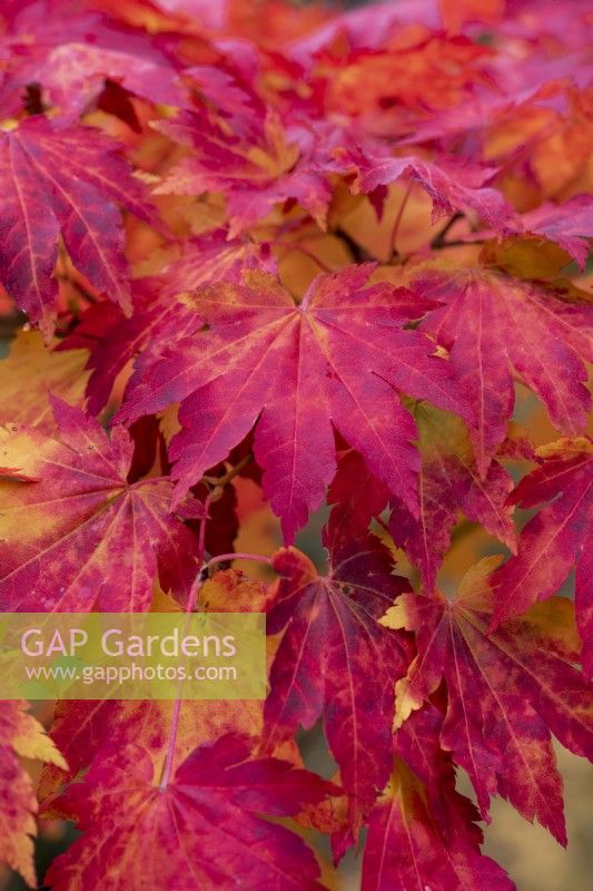 Acer pseudosieboldianum, false Siebold's maple, bears sharply toothed, lobed leaves that, in autumn, turn shades of red, orange and yellow.
